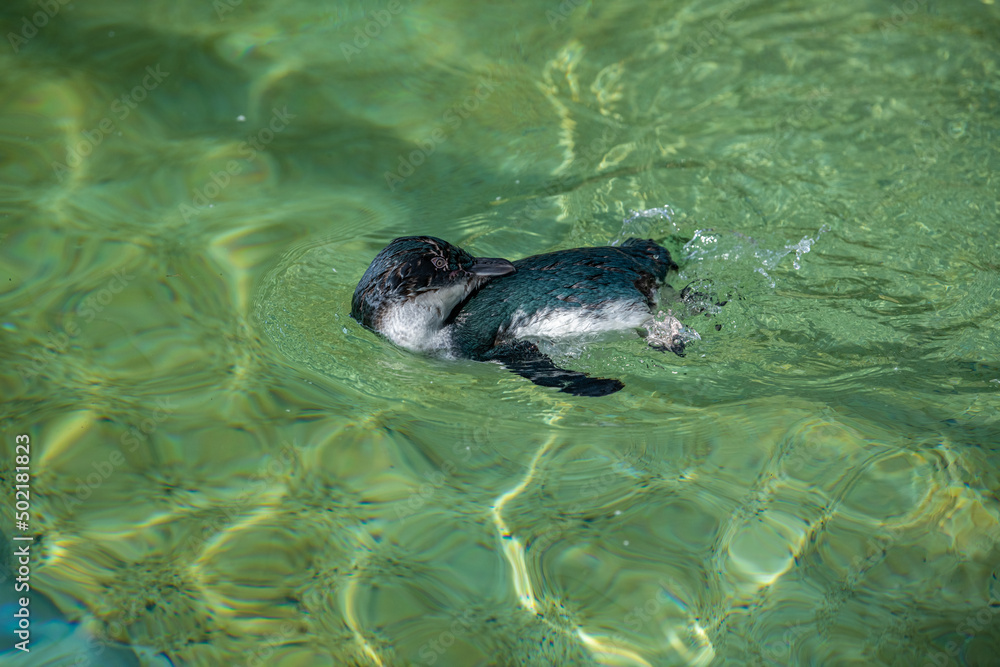Fototapeta premium Penguin is swimming in water
