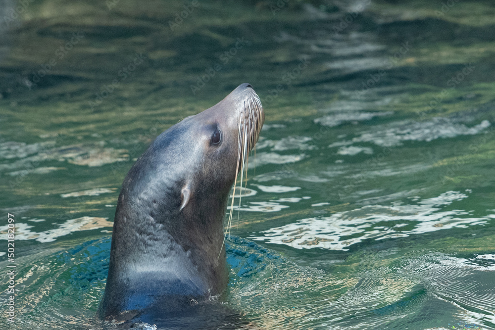 Fototapeta premium Seals that show their faces