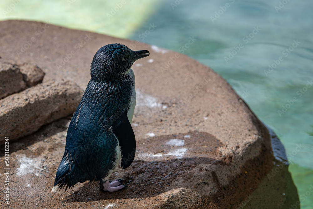 Fototapeta premium a penguin on the beach