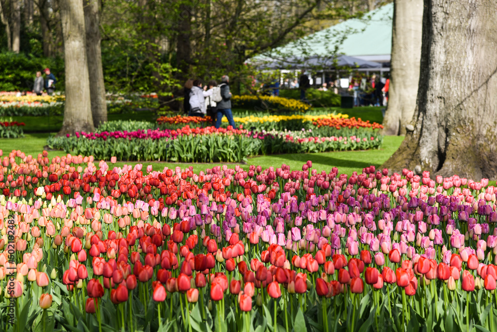 Lisse, Amsterdam, April 2022. The colorful flower beds and tourists at the Keukenhof.