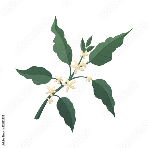 Cartoon Coffee Flowers