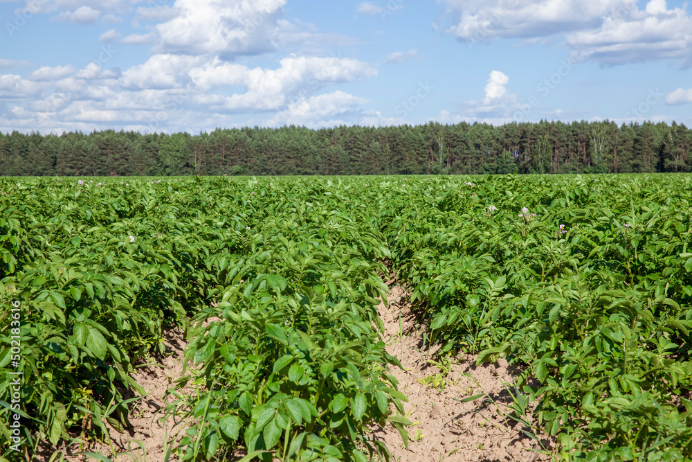 an agricultural field with green tops of cultivated potatoes