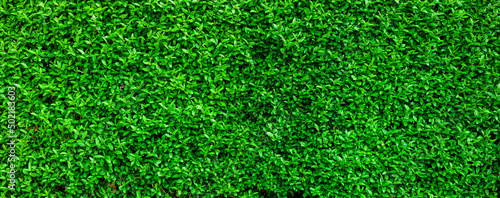 Green leaves Privet hedge Ligustrum vulgare background. Liguster texture panoramic Web banner background. deciduous or semi-evergreen shrub photo