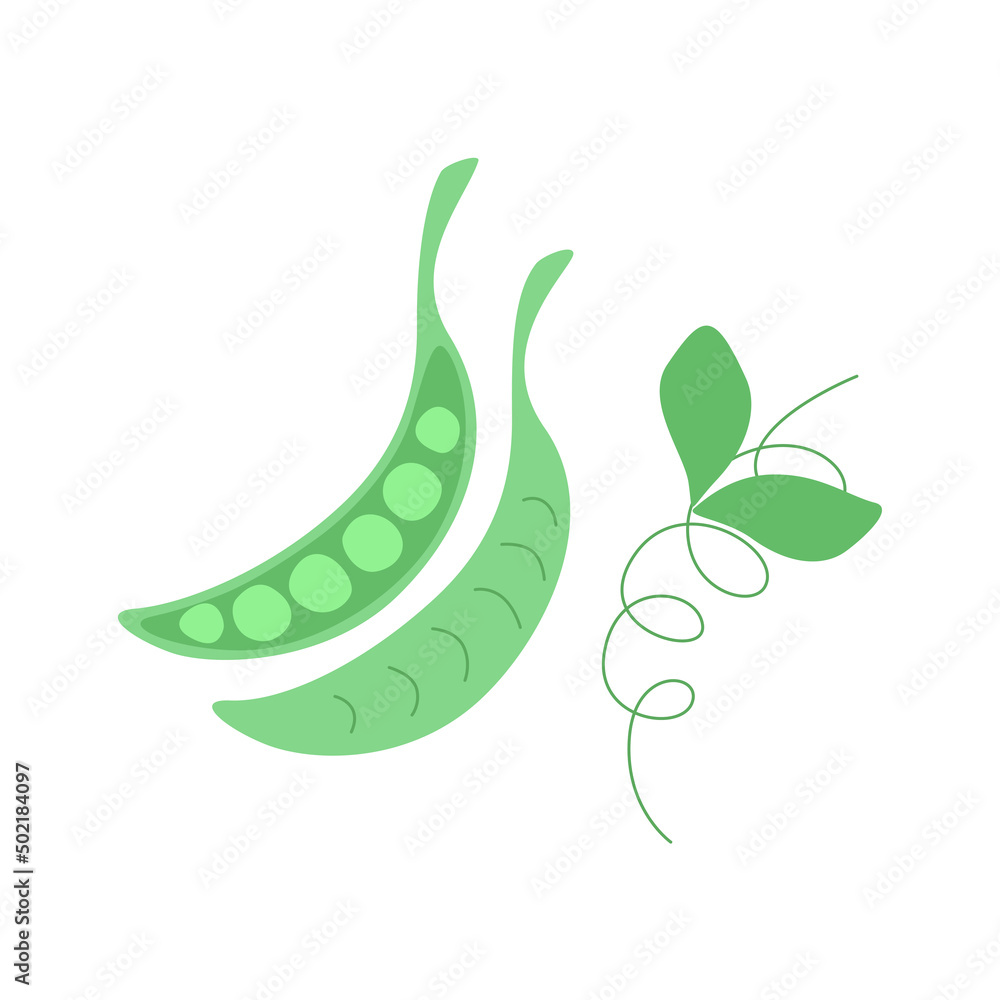 Green peas in a pod flat style illustration isolated on white background. Vegetable illustration for farm market menu. Healthy food and vegetarian nutrition Green peas in a pod flat style illustration isolated on white background. Vegetable illustration for farm market menu. Healthy food and vegetarian nutrition