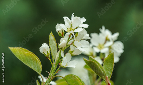 Close-up white blossoms of Amelanchier canadensis, serviceberry, shadberry or Juneberry tree on green blurred background. Selective focus. Nature concept for natural design