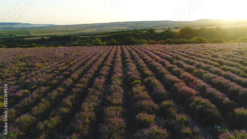 Aerial view of beautiful lavender field in Provence near the green trees against blue evening sky at the sunset. Shot. Lavender in the sunset rays of the sun.