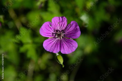 Purple hardy geranium flowers