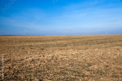 sluggish and dried grass during the harvesting of hay for agriculture