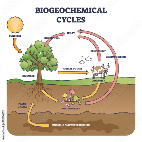 Biogeochemical cycles as natural substance circulation pathway outline diagram. Labeled educational process structure with producer, consumer and decomposers as essential elements vector illustration.