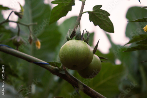 green tomatoes growing on plants 