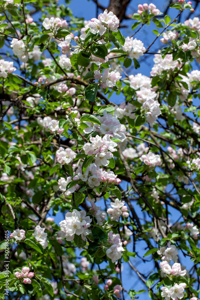 a beautiful apple tree during blooming with white flowers a beautiful apple tree during blooming with white flowers