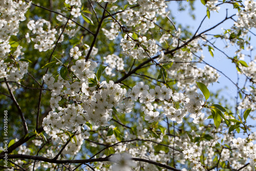 blooming fruit trees with white flowers in spring blooming fruit trees with white flowers in spring