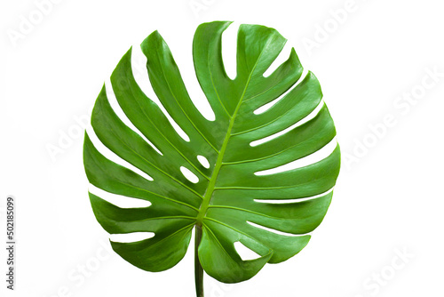 closeup beautiful Monstera leaf isolated on white background, Flat lay