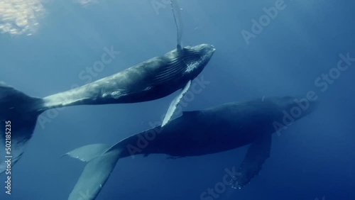 A Pair Of Humpback Whales Migrating In Calm Waters - Underwater shot photo
