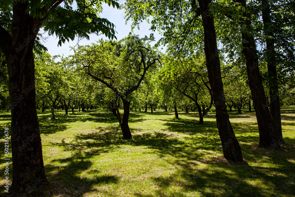 deciduous trees growing in the park in the sunny summer deciduous trees growing in the park in the sunny summer