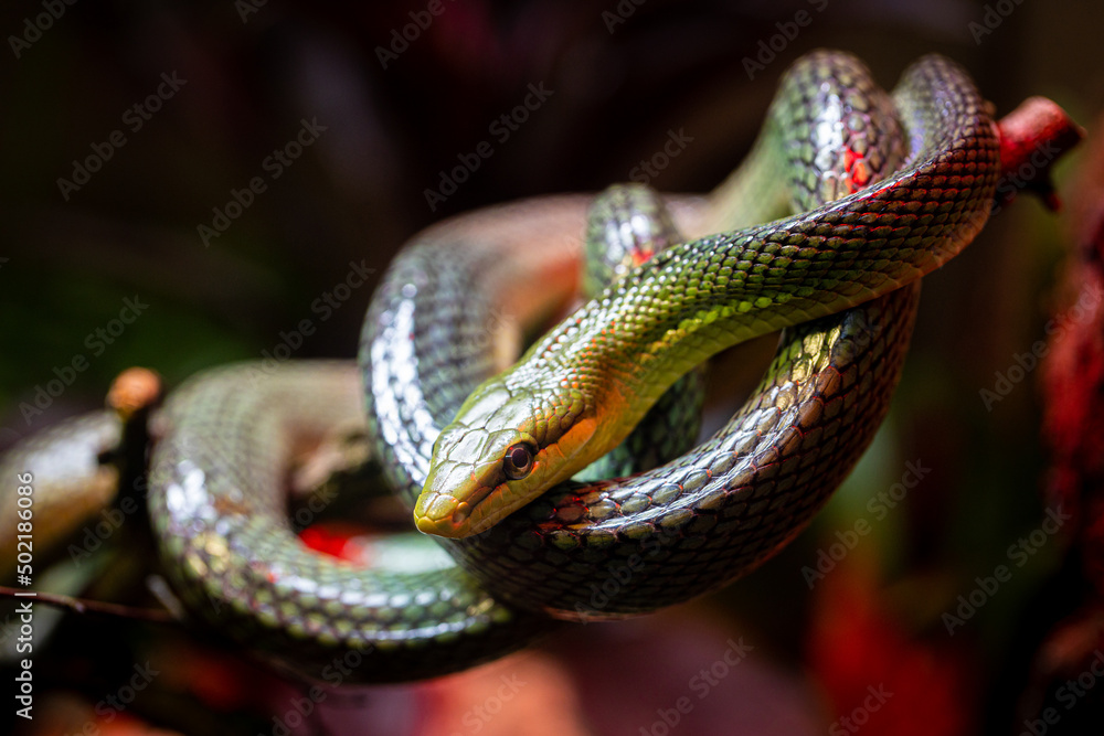 Fototapeta premium Portrait of a red-tailed green ratsnake