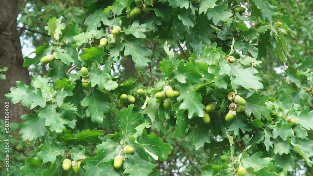 Ripe acorns on oak branches among green leaves are swayed by a light breeze. Camera panning Ripe acorns on oak branches among green leaves are swayed by a light breeze. Camera panning