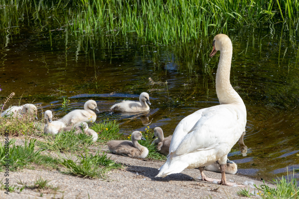 Family of swans: mother and young chicks on the shore of a reservoir on a warm spring day Family of swans: mother and young chicks on the shore of a reservoir on a warm spring day
