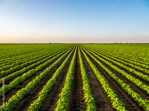 Vászonkép View of soybean farm agricultural field against sky