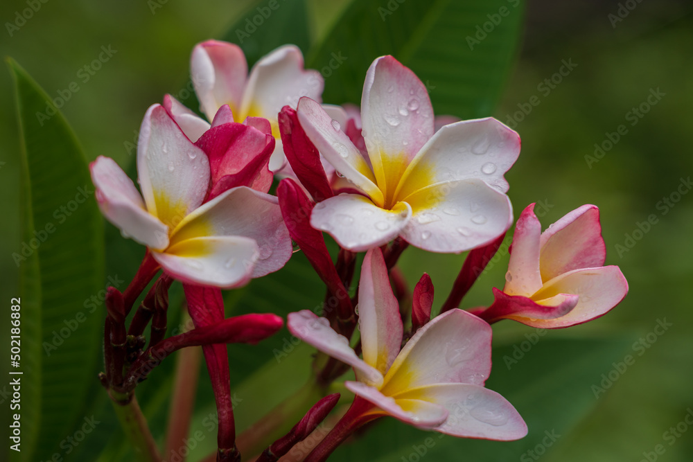 Closeup view of fresh and colorful red white and yellow frangipani aka plumeria cluster of flowers in tropical garden isolated outdoors on natural background after rain Closeup view of fresh and colorful red white and yellow frangipani aka plumeria cluster of flowers in tropical garden isolated outdoors on natural background after rain