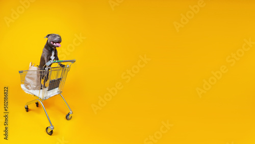 Pretty dog standing in shopping cart