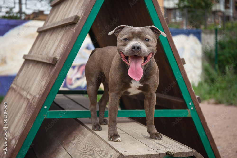 Cage staffie sales