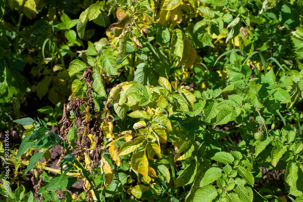 colorado beetles destroying the potato crop in the agricultural field colorado beetles destroying the potato crop in the agricultural field