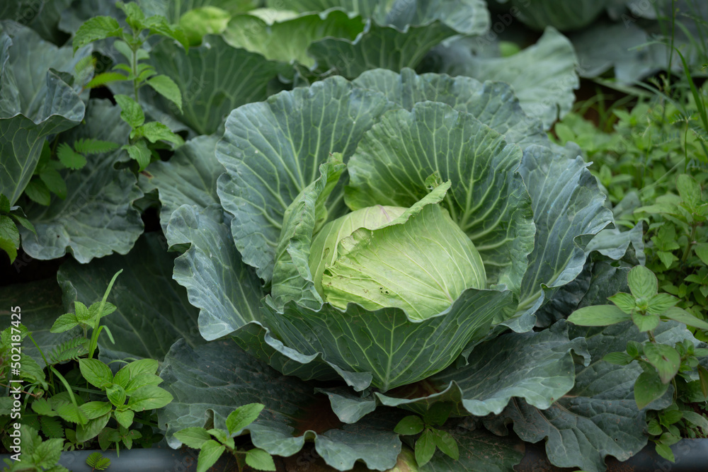 green cabbage field on a rural hillside green cabbage field on a rural hillside