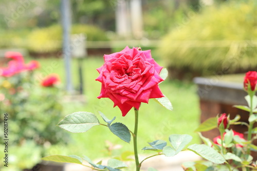 red roses in garden