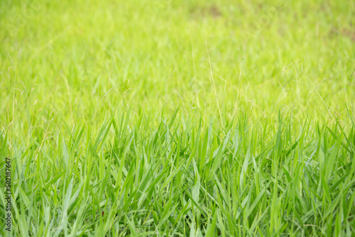 Green grass background selective focus