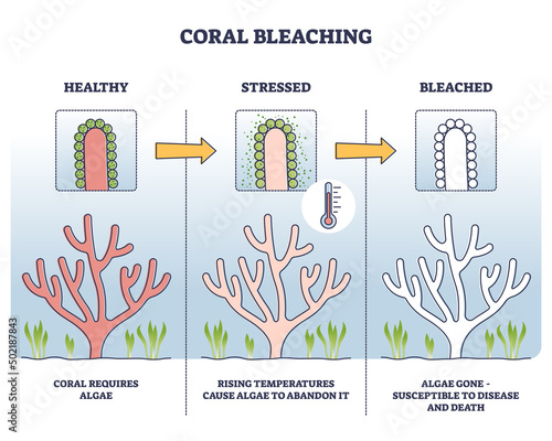 Coral bleaching process with healthy, stressed and bleached stages outline diagram. Labeled educational scheme with ecosystem problem and ocean warming dangers for fauna color vector illustration.