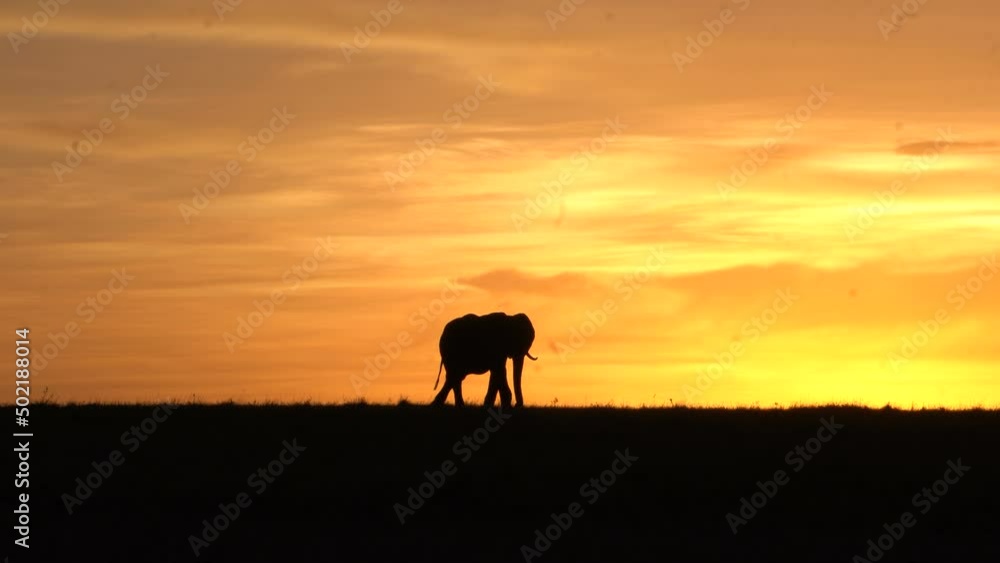 A silhouette of an elephant in the evening sunset colors. A silhouette of an elephant in the evening sunset colors.