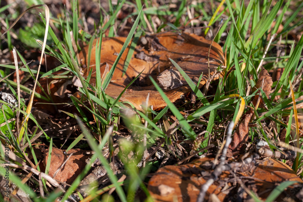 wild inedible mushrooms growing in the natural environment wild inedible mushrooms growing in the natural environment