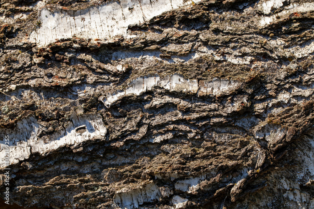 structure and features of protective tree bark structure and features of protective tree bark