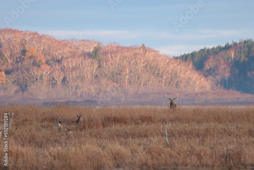晩秋の霧多布湿原早朝の鹿の群れ