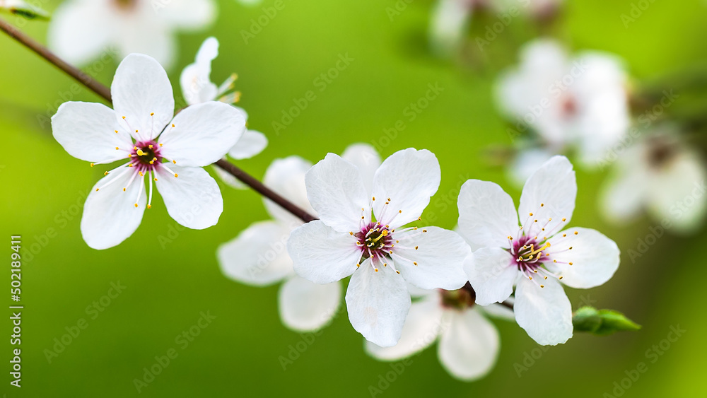 Apple blossom branch on a green background. Selective focus. Apple blossom branch on a green background. Selective focus.