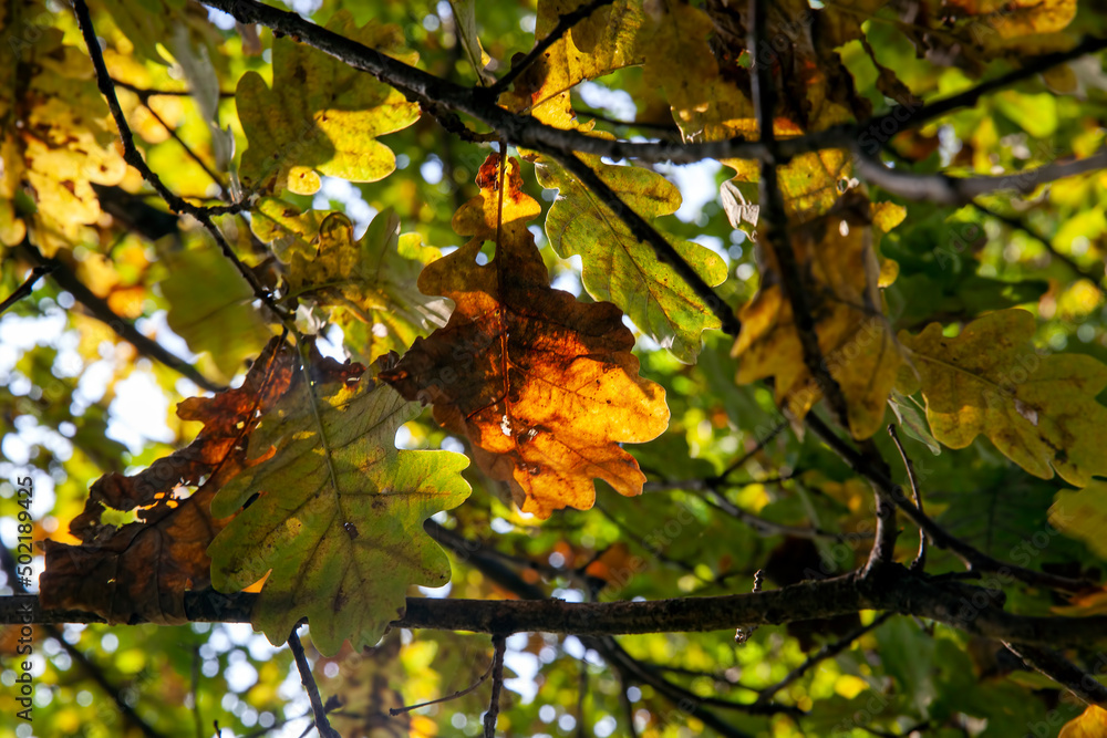 oak foliage turning yellow in autumn during leaf fall oak foliage turning yellow in autumn during leaf fall