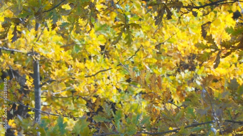 Yellow autumn oak leaves close-up in the wind. Selective focus. Camera panning Yellow autumn oak leaves close-up in the wind. Selective focus. Camera panning