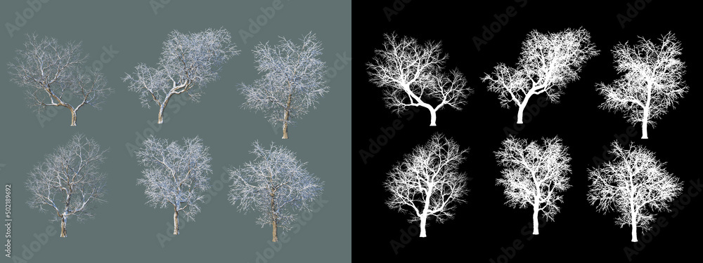 various winter trees
various winter trees