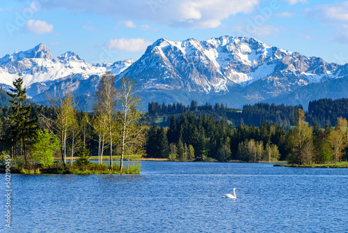 Frühlingsstimmung am idyllischen Schwaltenweiher bei Seeg im bayerischen Alpenrand photo