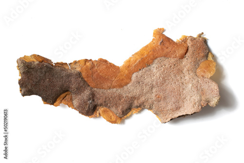 pine bark on a white isolated background