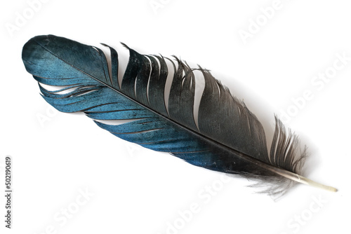 Fotografie black and blue magpie feather on a white isolated background