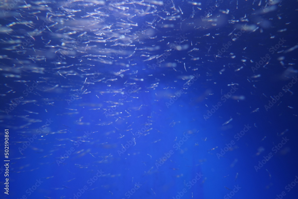 魚 魚