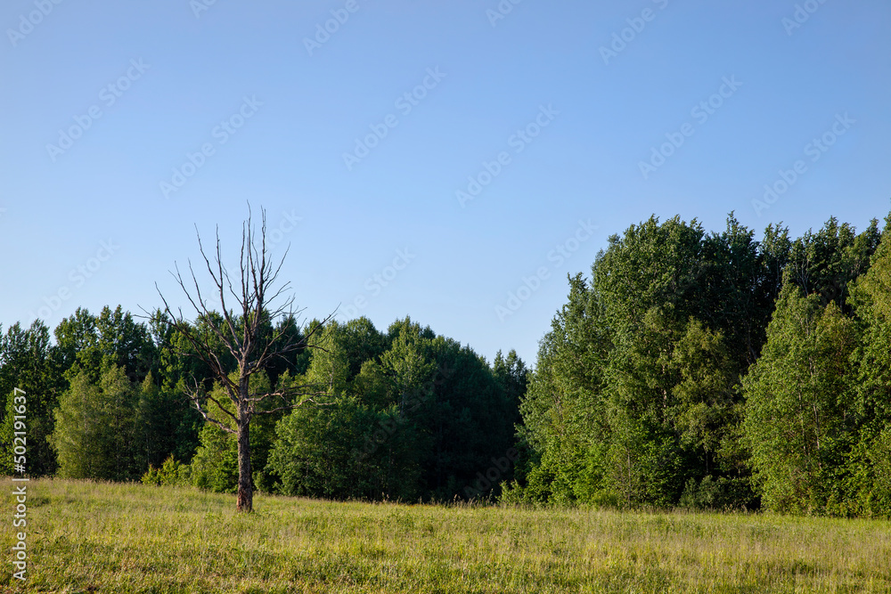 agricultural field with grass and other plants agricultural field with grass and other plants