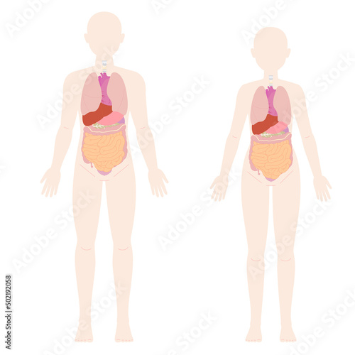 男性と女性の人体図と臓器