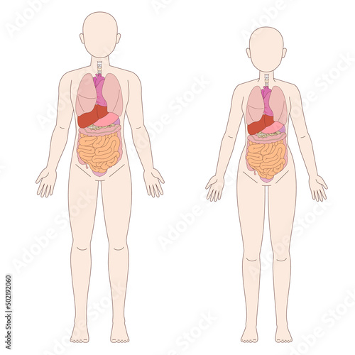 男性と女性の人体図と臓器 photo