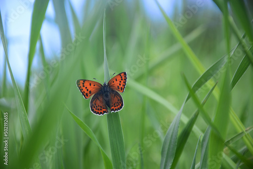butterfly on a green grass