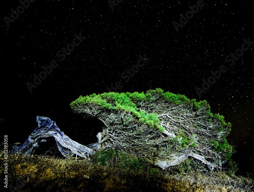 Gnarled Juniper Tree Shaped By The Wind photo