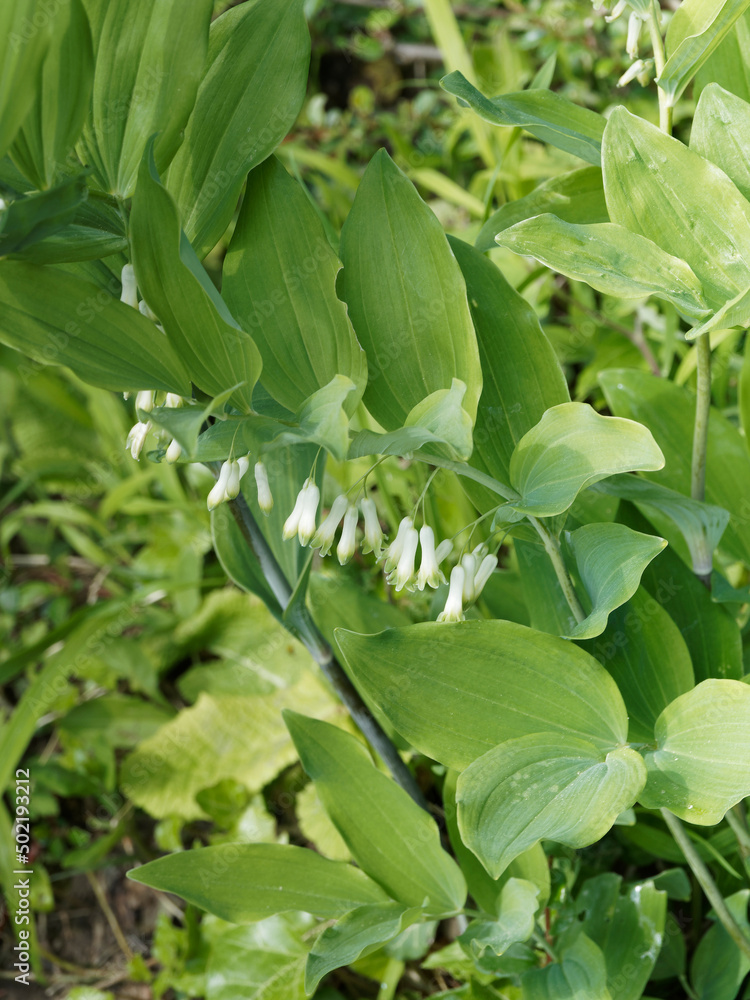 Obraz premium Sceau-de-Salomon ou polyganatum multiflorum aux touffes de tiges horizontales et arquées portant des fleurs blanches teintées de vert sous un feuillage nervuré, oval teinté de vert