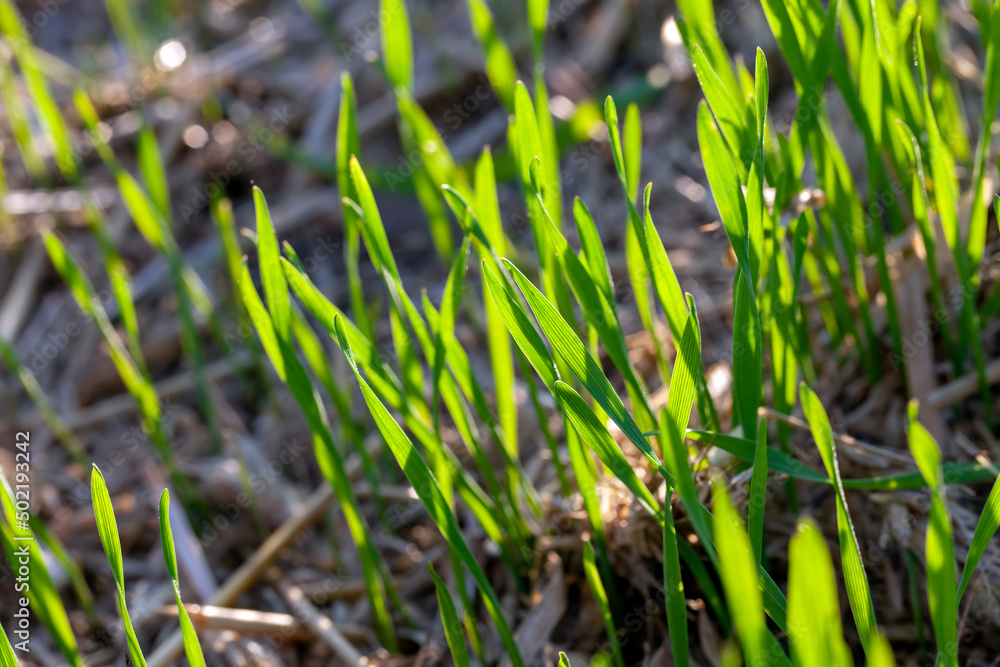 low green grass on a sunny day in summer low green grass on a sunny day in summer
